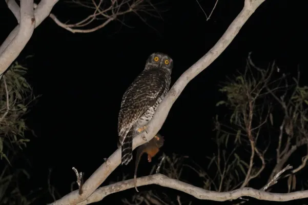 File:Ninox strenua 210714864.jpg