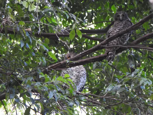 File:Ninox strenua 149352521.jpg