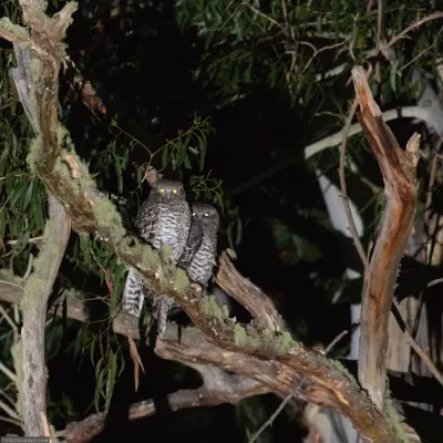 File:Ninox strenua 78062451.jpg