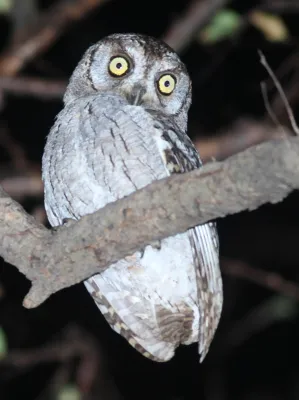 File:Otus pamelae 116186704.jpg