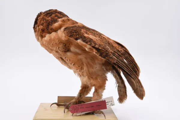 File:Tyto inexspectata 007989808-RMNH.AVES.88273 back.jpg