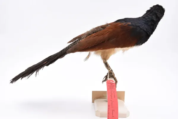File:Centropus leucogaster leucogaster 007989719-RMNH.AVES.88175 back.jpg