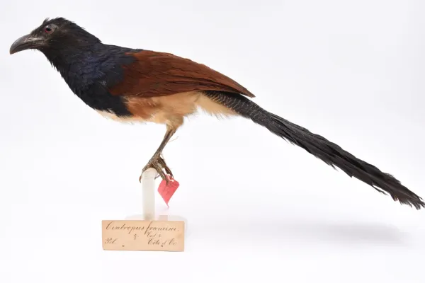 File:Centropus leucogaster leucogaster 007989684-RMNH.AVES.88176 front.jpg
