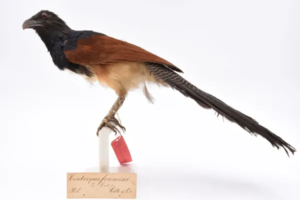 File:Centropus leucogaster leucogaster 007989801-RMNH.AVES.88175 front.jpg