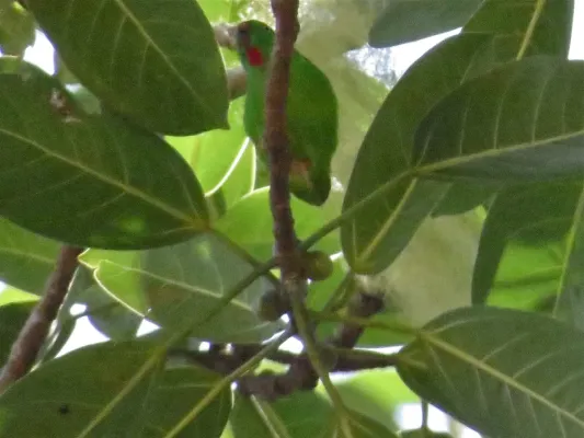 File:Loriculus flosculus 107995904.jpg