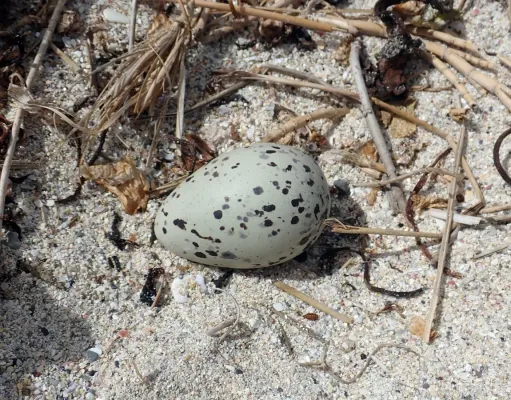 File:Haematopus chathamensis 108268945.jpg
