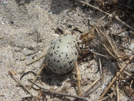 File:Haematopus chathamensis 109327028.jpg
