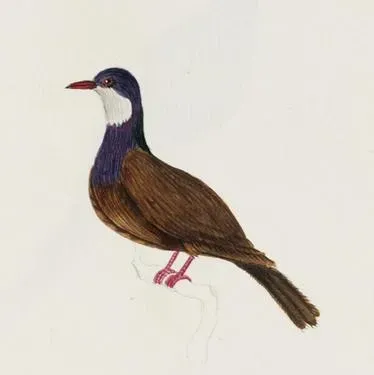 File:Columba vitiensis godmanae.jpg
