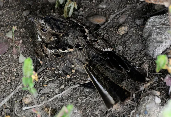 File:Nyctidromus anthonyi 197580895.jpg