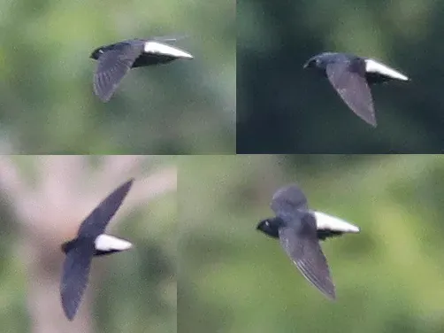 File:Rhaphidura leucopygialis 114832998.jpg