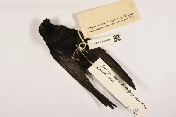 File:Rhaphidura leucopygialis 007985693-RMNH.AVES.186755 vent2.jpg