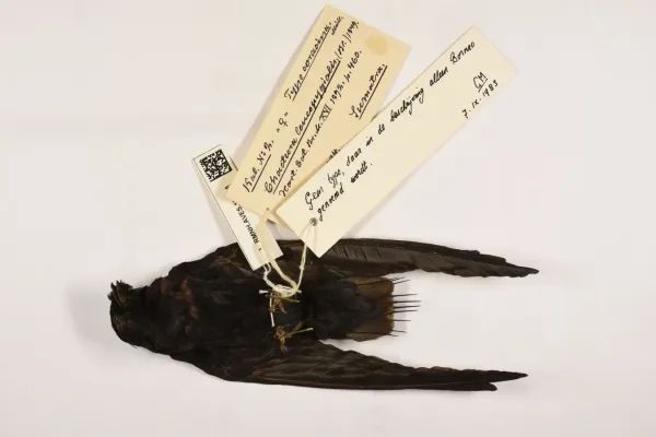 File:Rhaphidura leucopygialis 007985833-RMNH.AVES.186755 vent.jpg