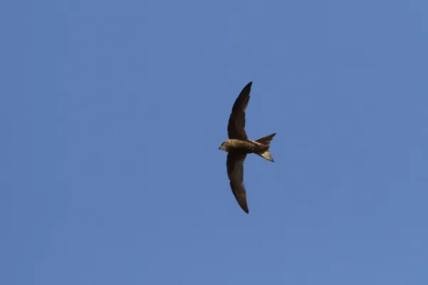 File:Apus berliozi 92256731.jpg