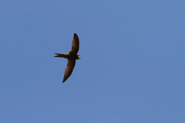 File:Apus berliozi 92256742.jpg