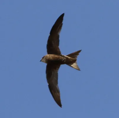 File:Apus berliozi 92256731 (cropped).jpg