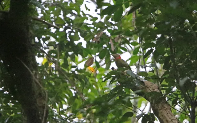 File:Picus rabieri 105891996.jpg
