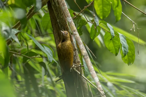File:Gecinulus viridis 190847602.jpg