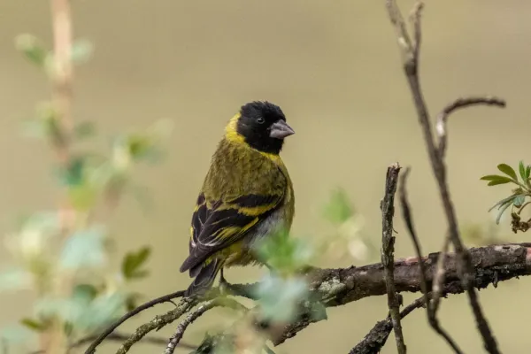 File:Spinus crassirostris 112279226.jpg