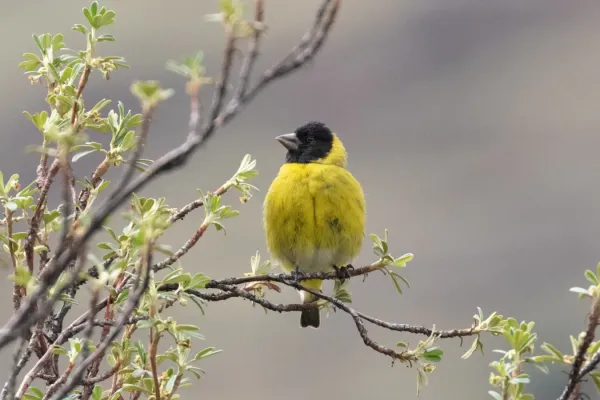 File:Spinus crassirostris 112328463.jpg