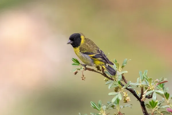 File:Spinus crassirostris 112328465.jpg