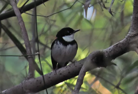 File:Ficedula timorensis 107995245.jpg