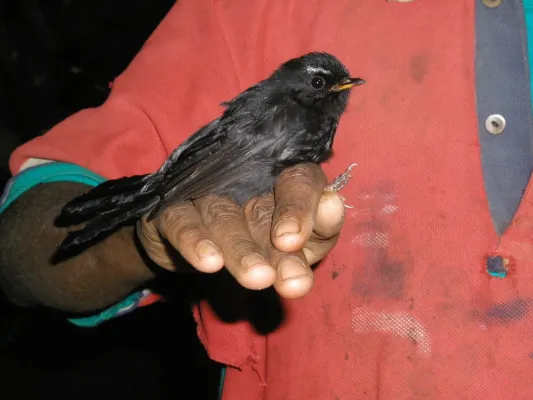 File:Rhipidura atra 82240259.jpg