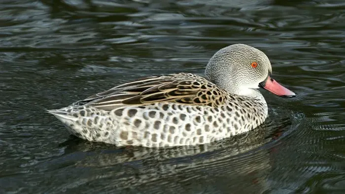 File:Cape Teal (Anas capensis) (2).jpg