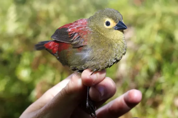 File:Cryptospiza reichenovii 173826532.jpg