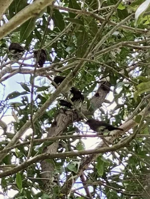 File:Lonchura leucogastra 210758036.jpg