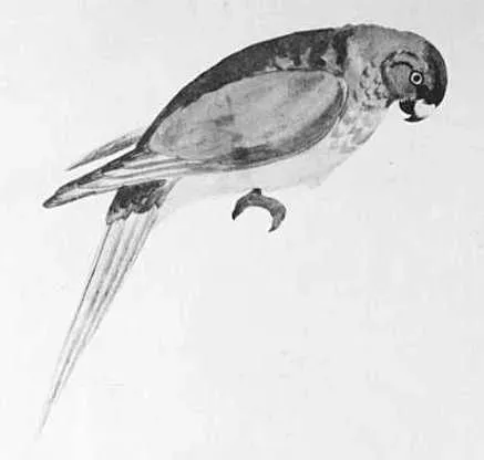 File:Cyanoramphus zealandicus.jpg