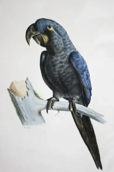 File:Anodorhynchus glaucus.jpg