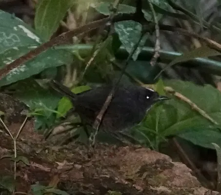 File:Scytalopus sanctaemartae 180499721.jpg