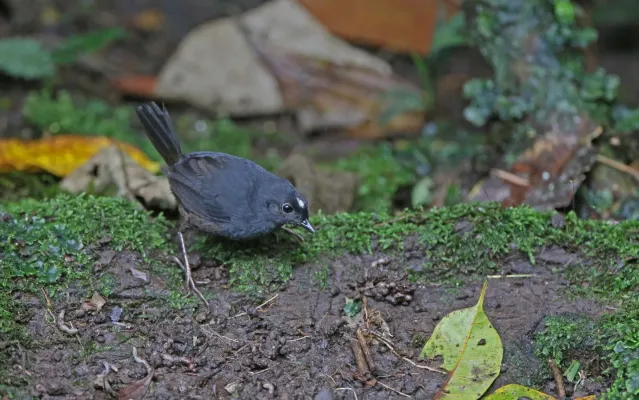 File:Scytalopus atratus 168095673.jpg