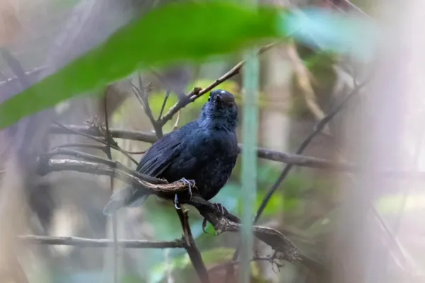 File:Scytalopus atratus 111901969.jpg