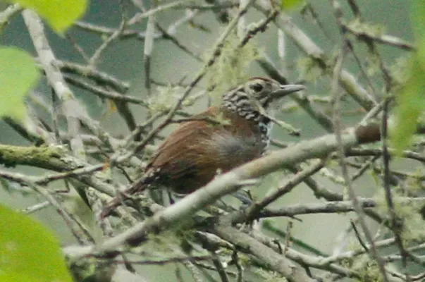 File:Pheugopedius sclateri 12870149.jpg