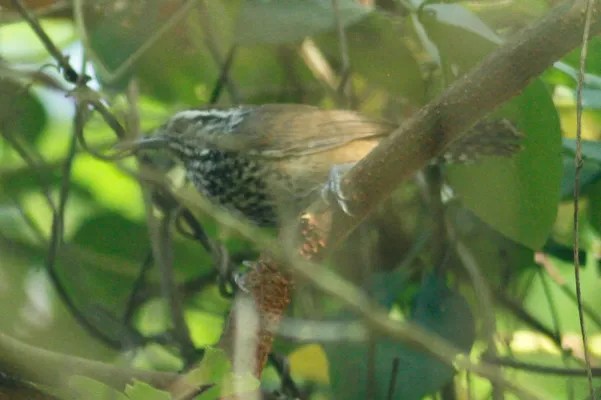 File:Pheugopedius sclateri 12870447.jpg