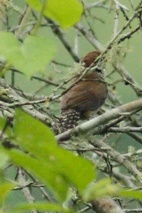 File:Pheugopedius sclateri 12870146.jpg