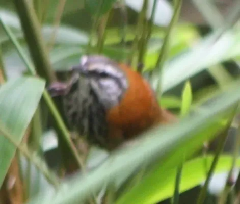 File:Pheugopedius eisenmanni 654422.jpg