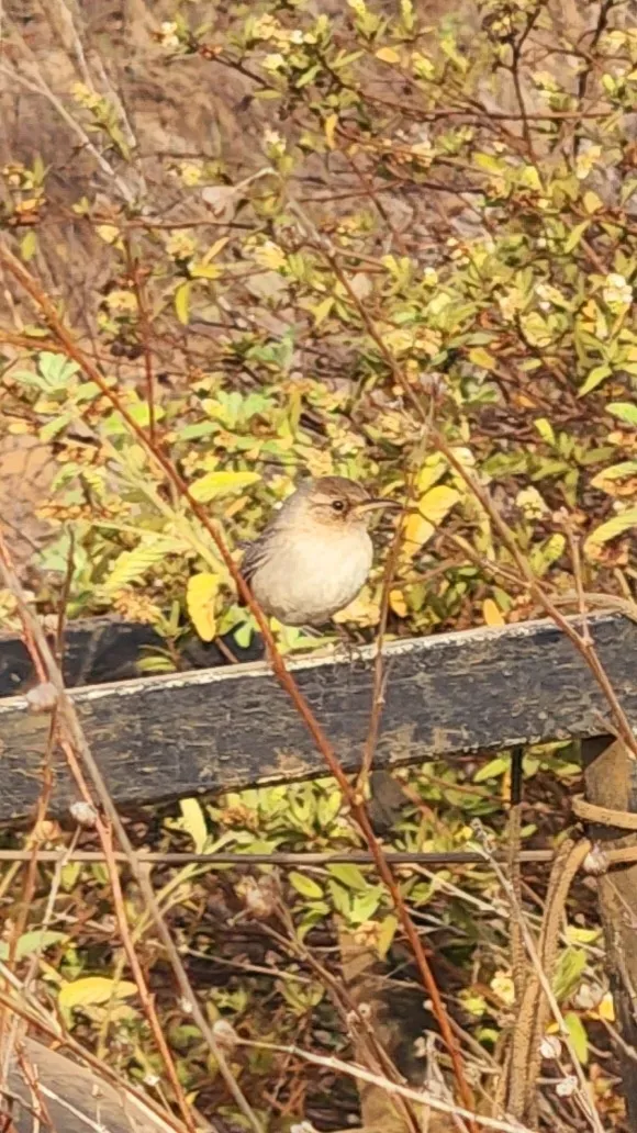 File:Troglodytes sissonii 194504918.jpg