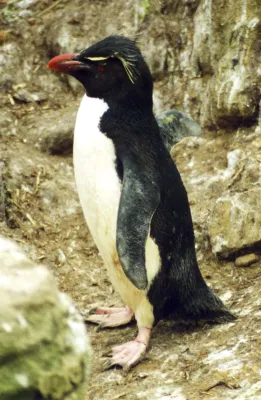 File:Eudyptes chrysocome.jpg