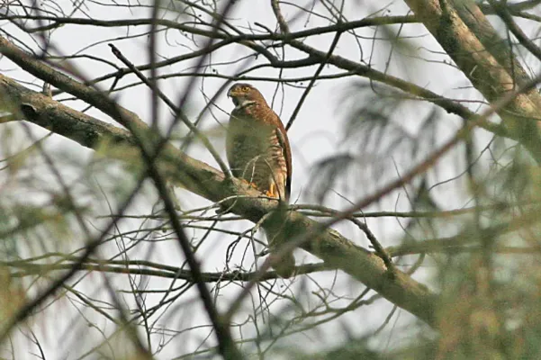 File:Grey-faced Buzzard Butastur indicus - 8080164755.jpg