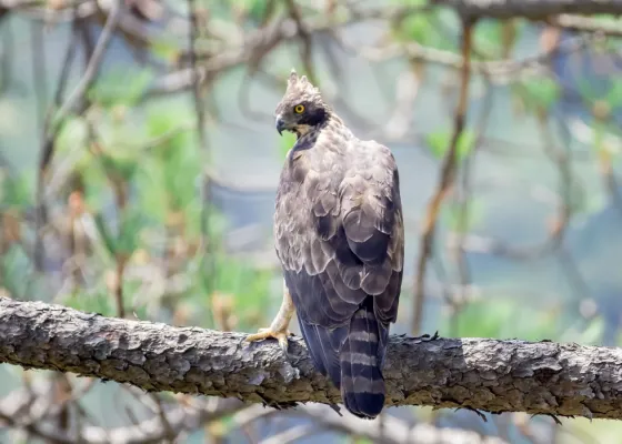 File:Nisaetus nipalensis 220618816.jpg