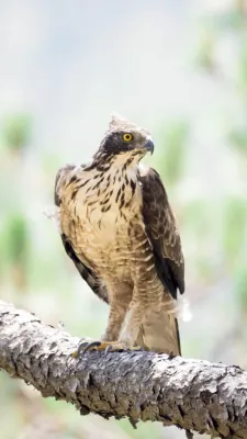 File:Nisaetus nipalensis 220618823.jpg
