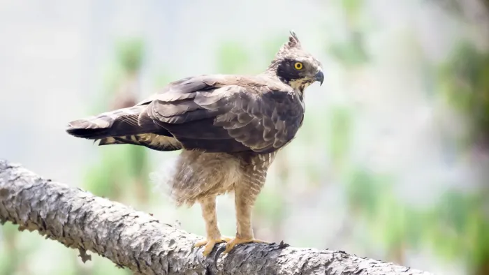 File:Nisaetus nipalensis 208017131.jpg