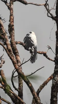 File:Pseudastur albicollis 185669721.jpg