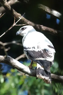 File:Pseudastur albicollis 63528356.jpg