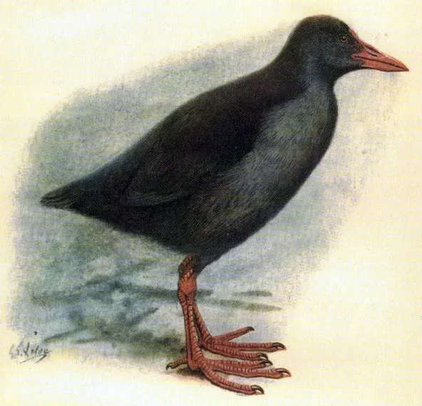 File:Gallinula pacifica.jpg