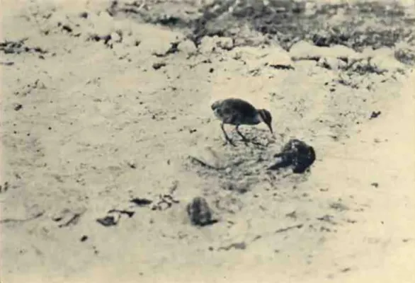 File:Gallirallus wakensis.jpg