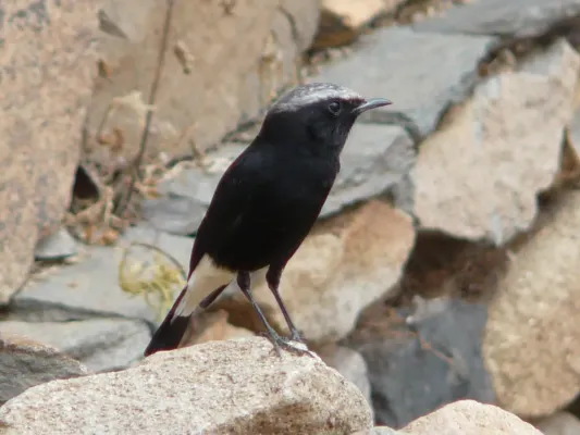 File:Oenanthe lugubris 1.jpg