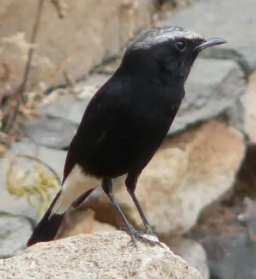 File:Oenanthe lugubris.jpg